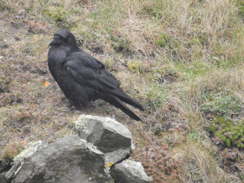 Ravens on Loop Head | Robert Brown