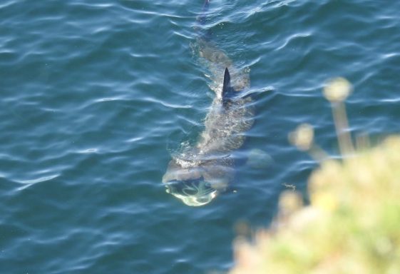 Basking Sharks at Kilkee Cliffs during Lockdown 2020.
